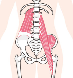 腰痛と密接な関係にある腸腰筋