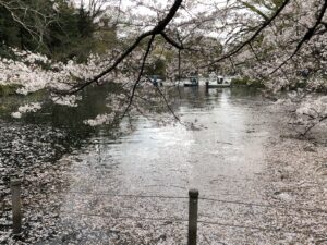 東京都武蔵野市吉祥寺の井の頭公園２