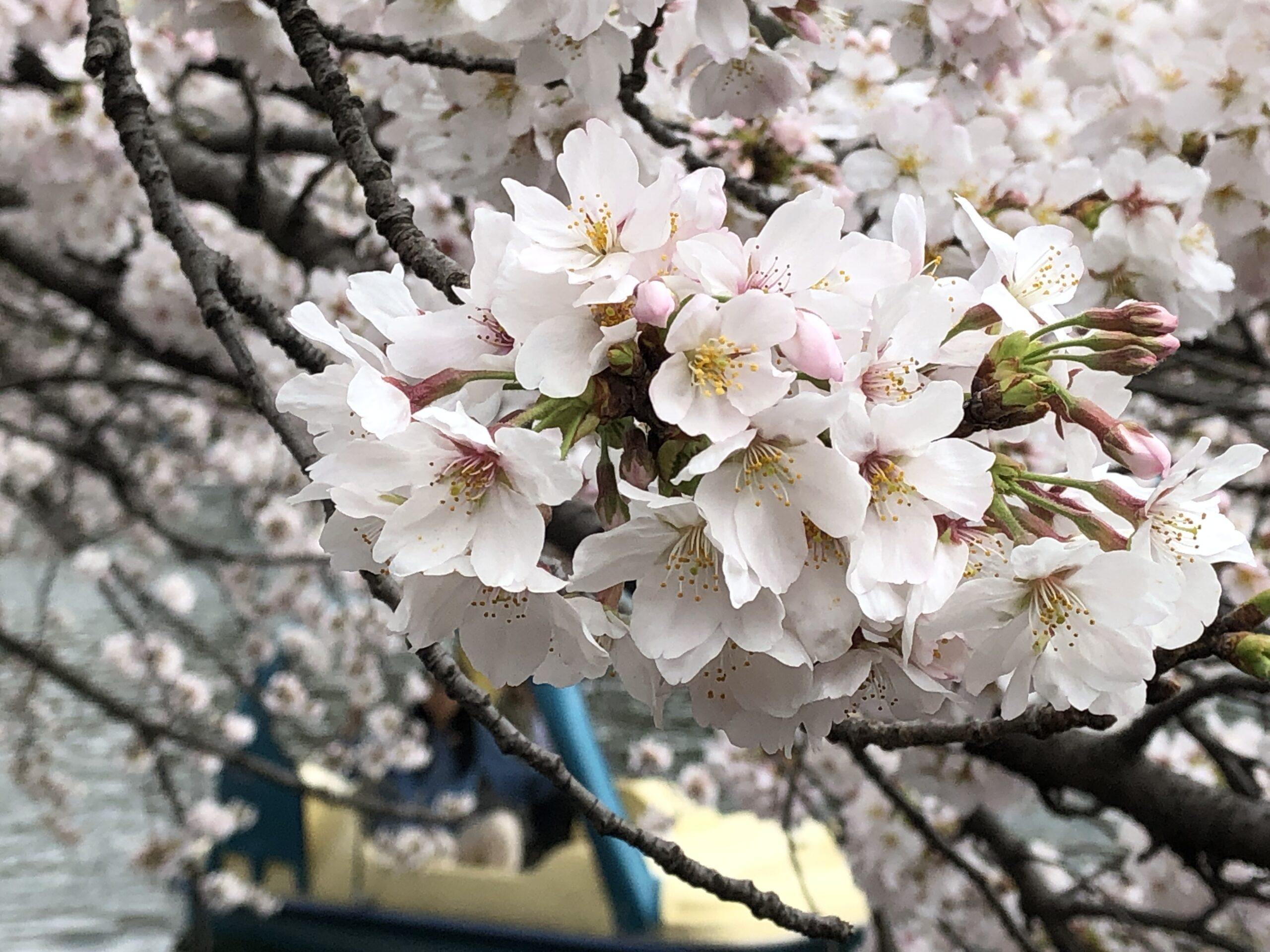 東京都武蔵野市吉祥寺の井の頭公園の桜